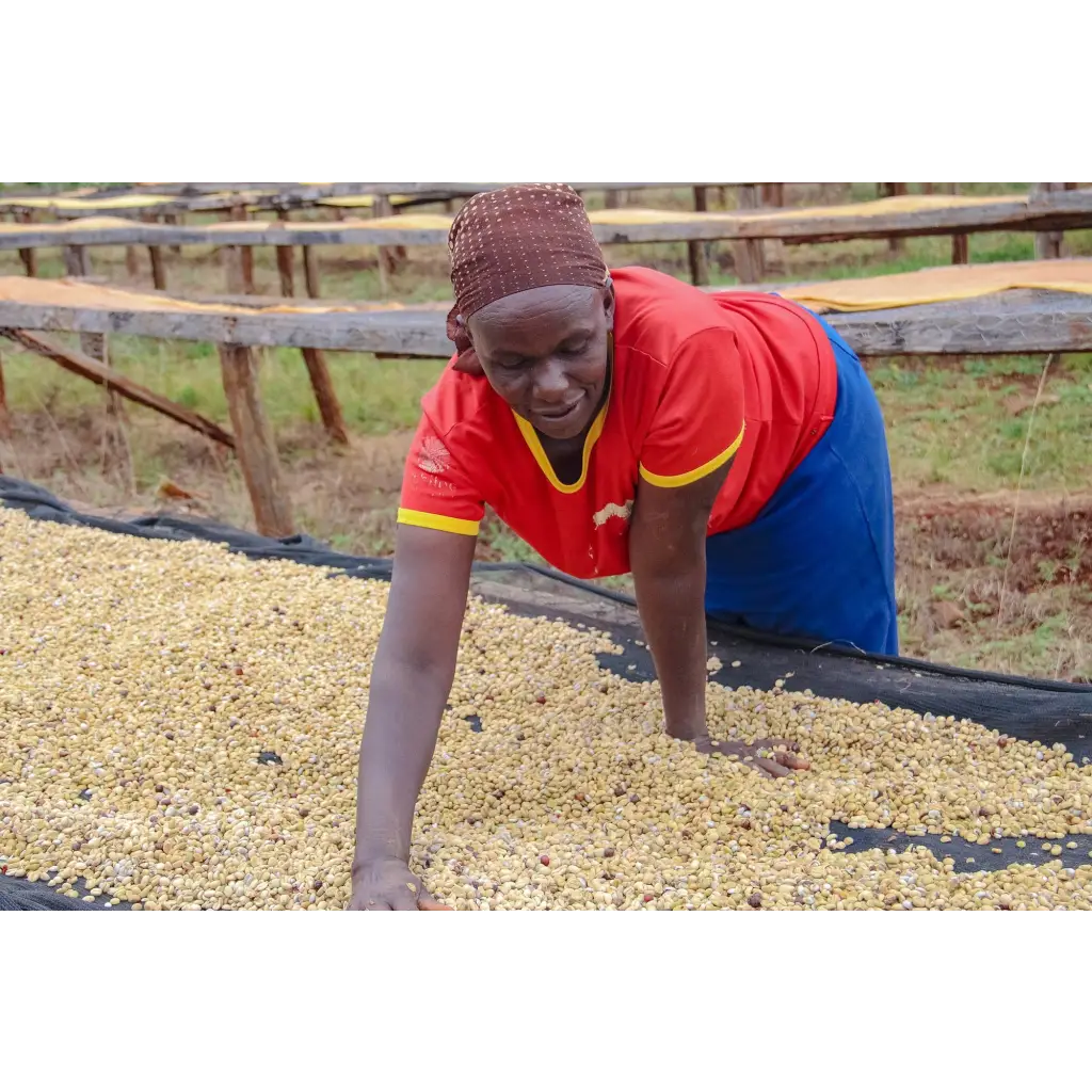 Kenya Nyeri Othaya AA - Coffee
