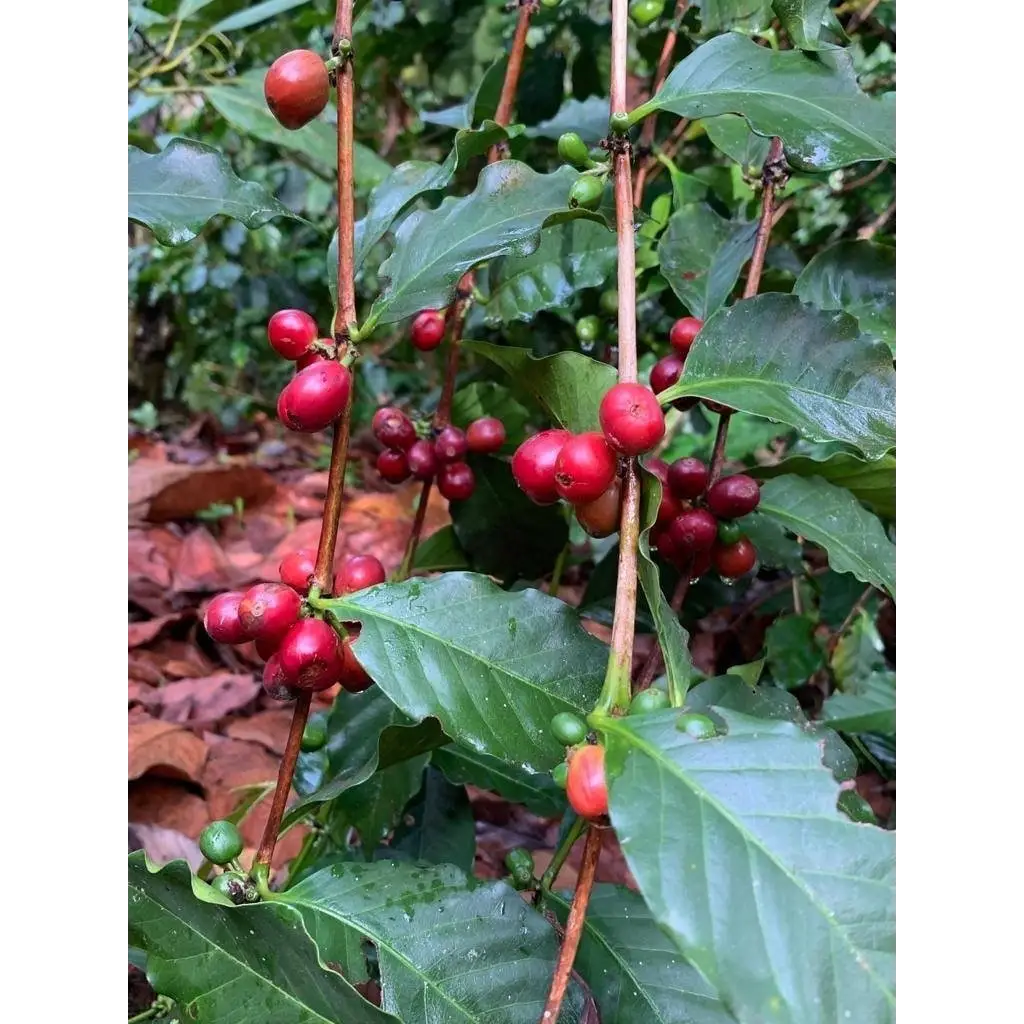 Mexico Bella Vista Mayan Womens Group - Coffee