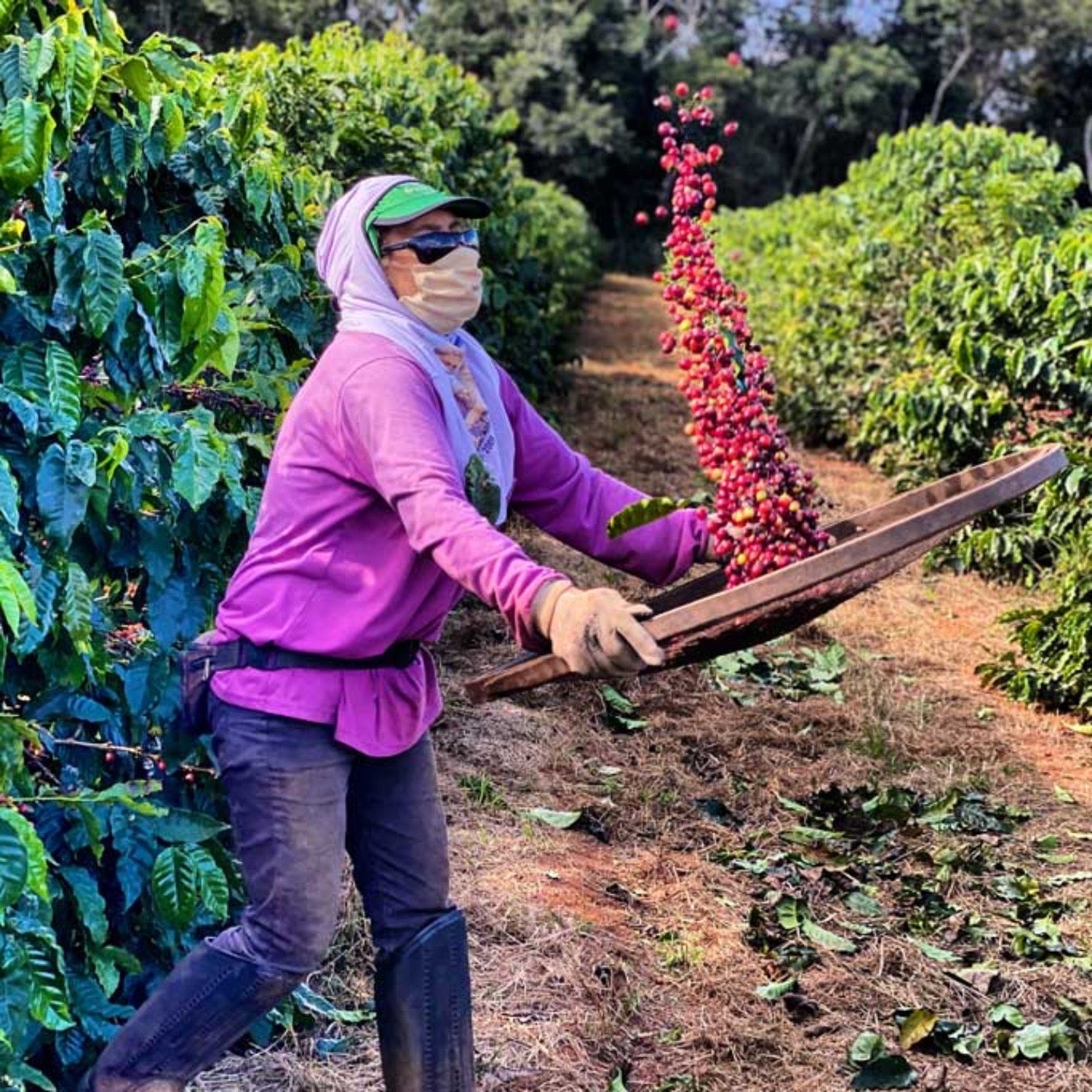 Brazil Brasis - Tico Coffee Roasters