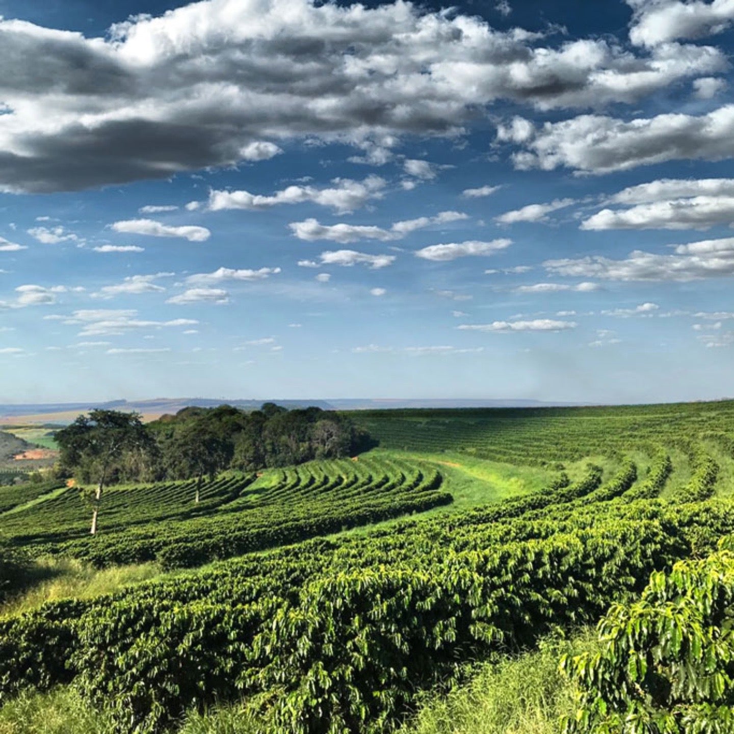 Brazil Brasis - Tico Coffee Roasters