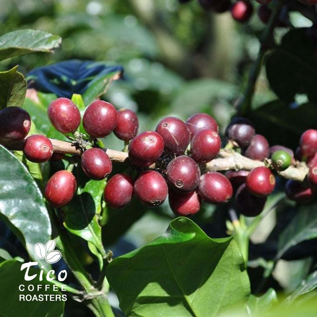 Costa Rica Santa Maria de Dota - Tico Coffee Roasters