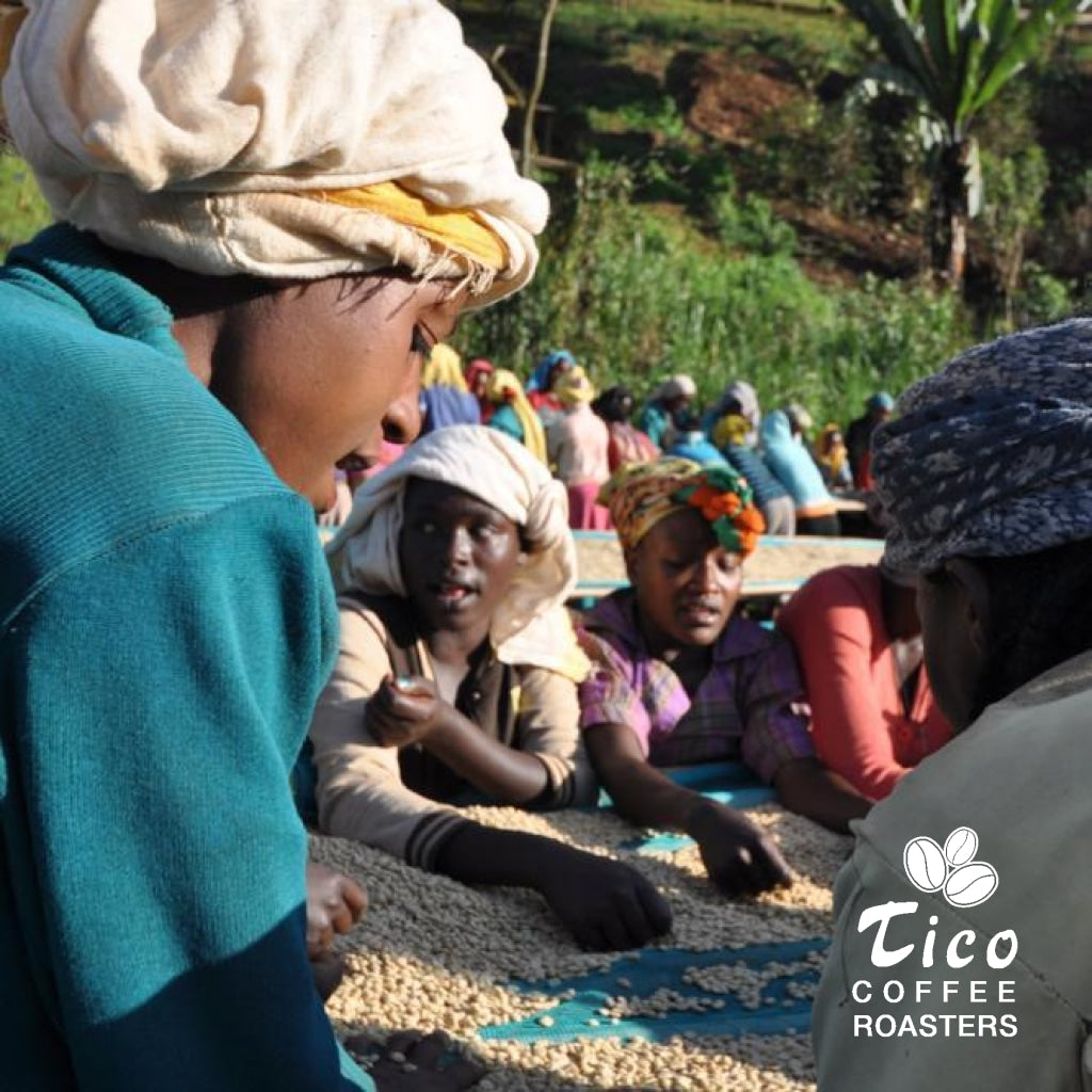 Ethiopia Sidamo Natural - Tico Coffee Roasters