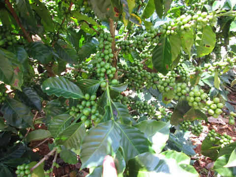 Perfect coffee cherries growing in San Antonio Huista