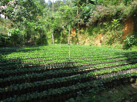 New coffee growing in San Antonio Huista