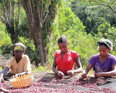 Yirgacheffe Natural