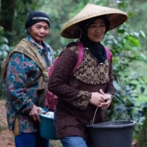 Sumatra Mandheling - Takengon - Coffee