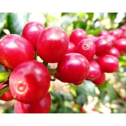 Sumatra Mandheling - Takengon - Coffee