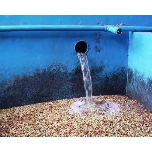 Sumatra Mandheling - Takengon - Coffee