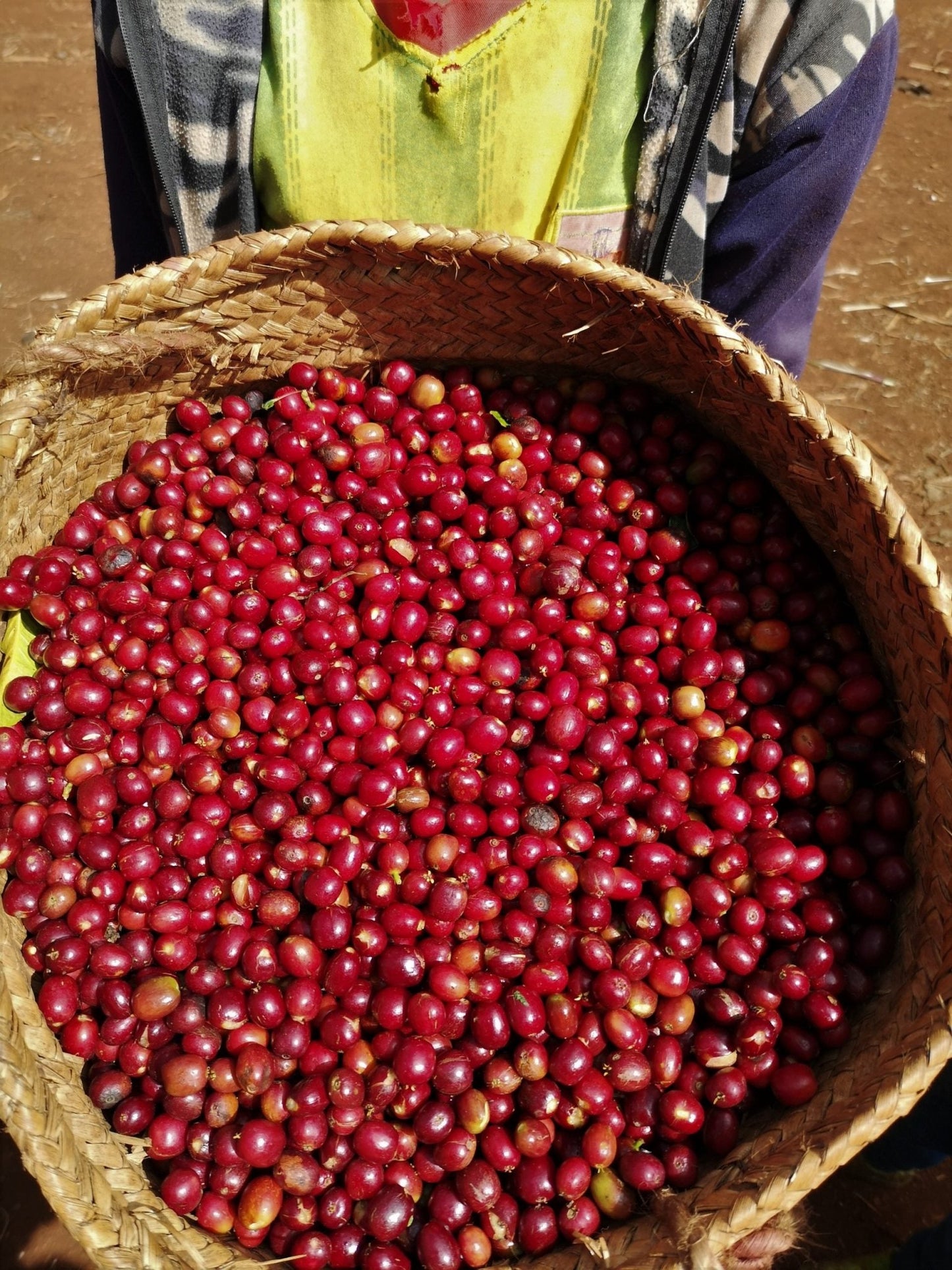 Ethiopia Guji Natural Swiss Water Decaf - Tico Coffee Roasters