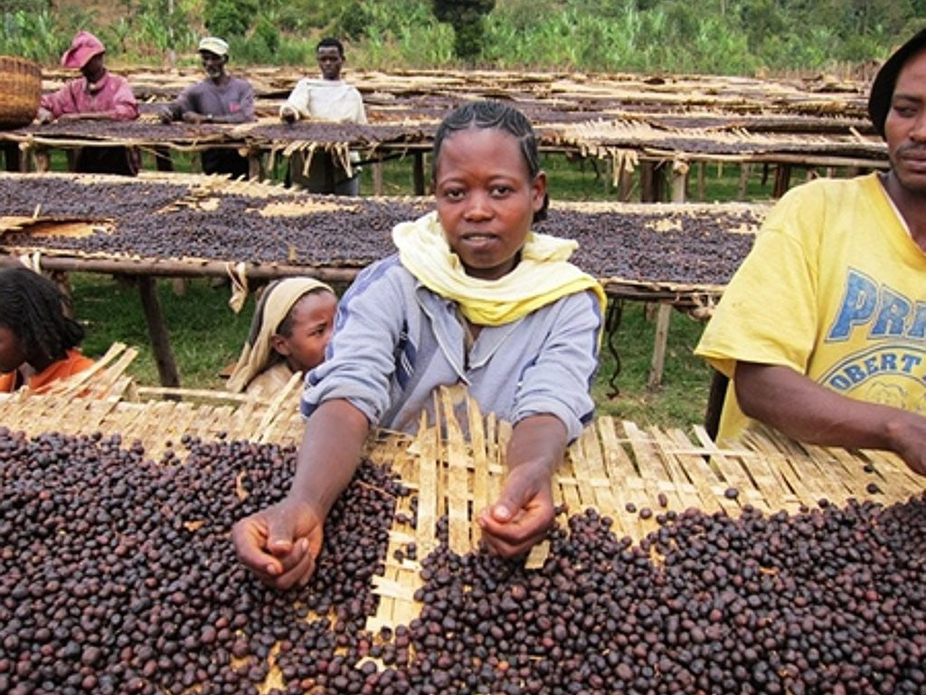 Ethiopia Yirgacheffe Natural - Tico Coffee Roasters